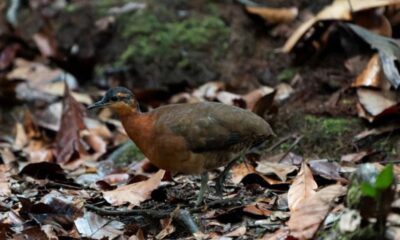 Nova ave descoberta no Acre revela a singularidade das montanhas amazônicas