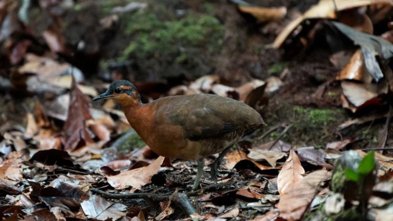 Nova ave descoberta no Acre revela a singularidade das montanhas amazônicas