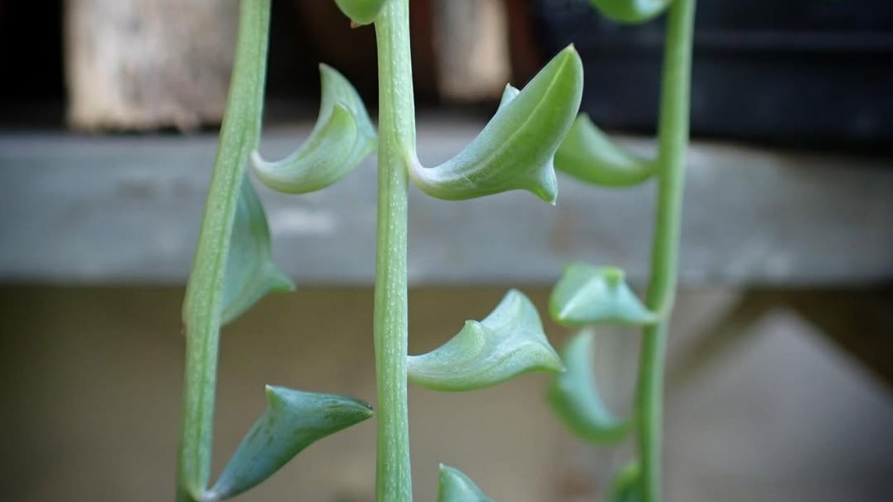 Essa suculenta parece um colar de golfinhos e virou objeto de desejo entre colecionadores e fãs de decoração verde