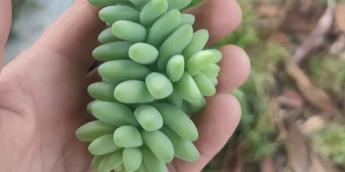 De origem mexicana, a Sedum morganianum virou queridinha da decoração