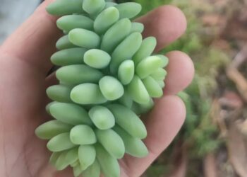 De origem mexicana, a Sedum morganianum virou queridinha da decoração