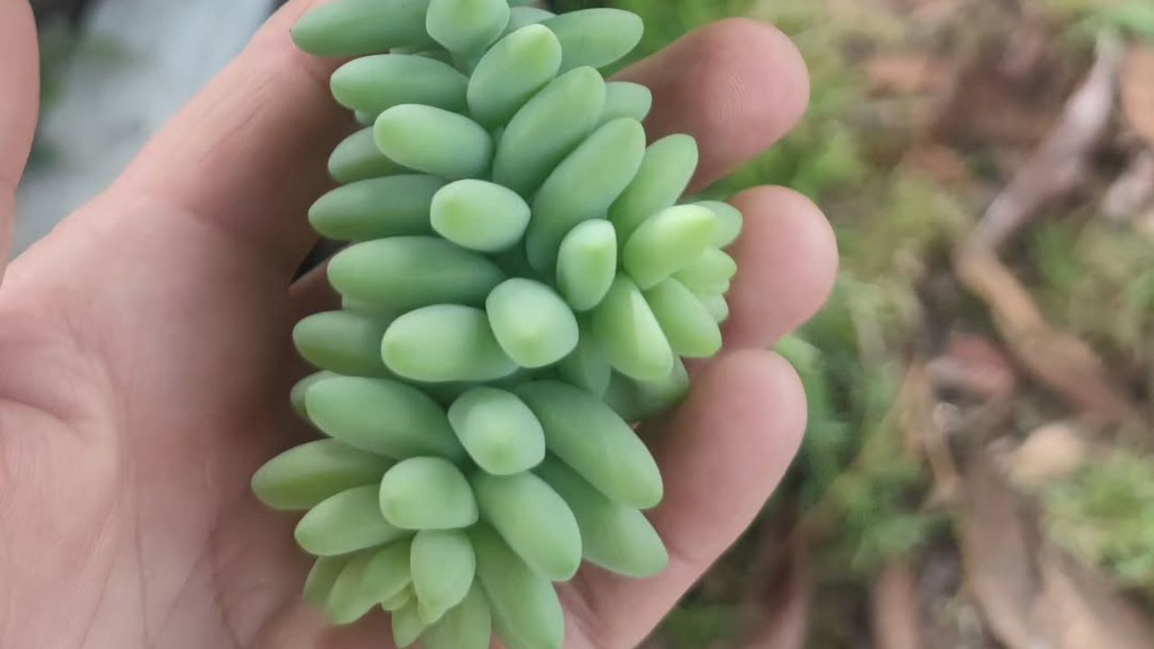 De origem mexicana, a Sedum morganianum virou queridinha da decoração