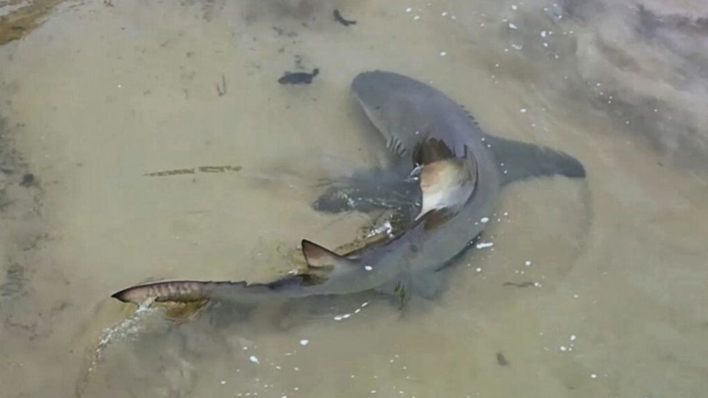 Tubarão-limão flagrado em predação inédita em Noronha