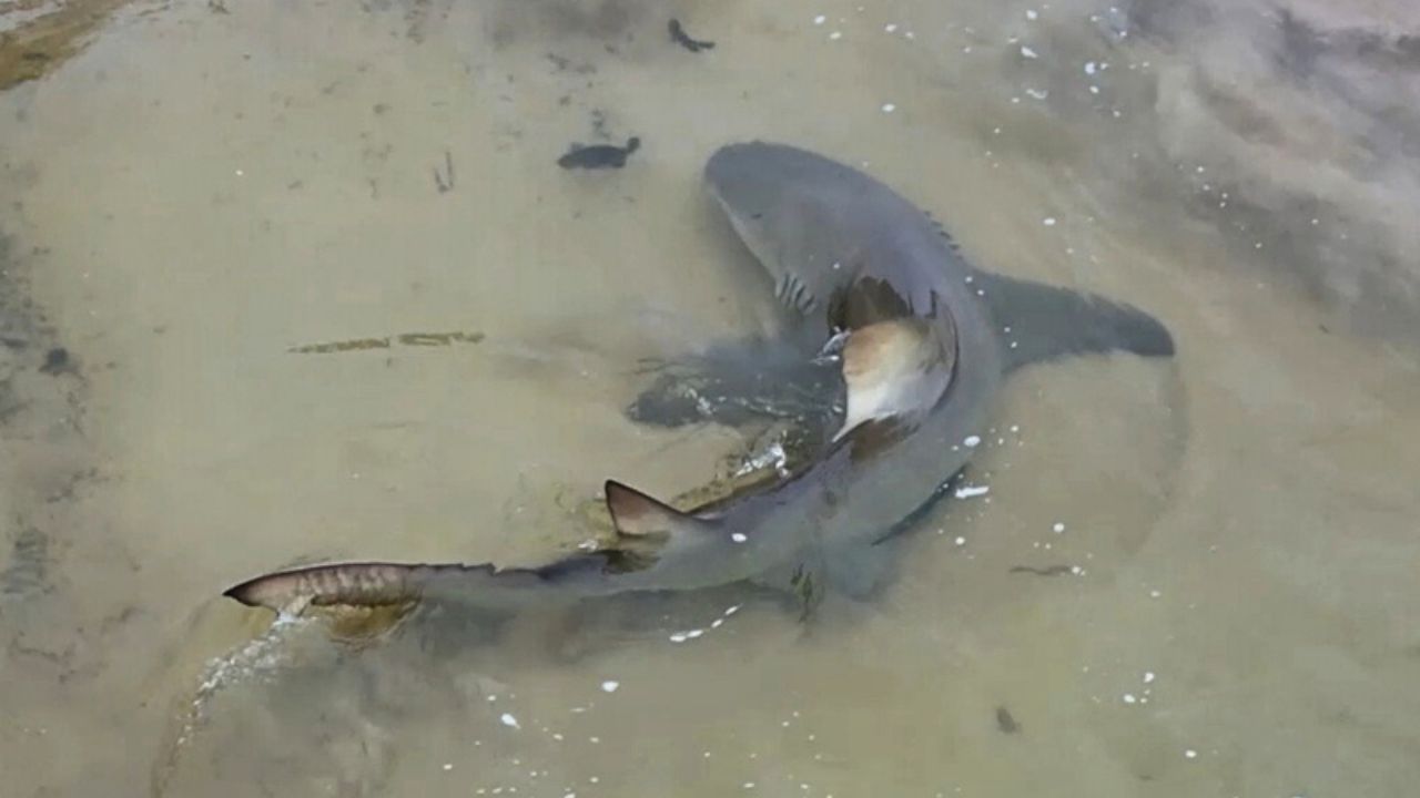 Tubarão-limão flagrado em predação inédita em Noronha