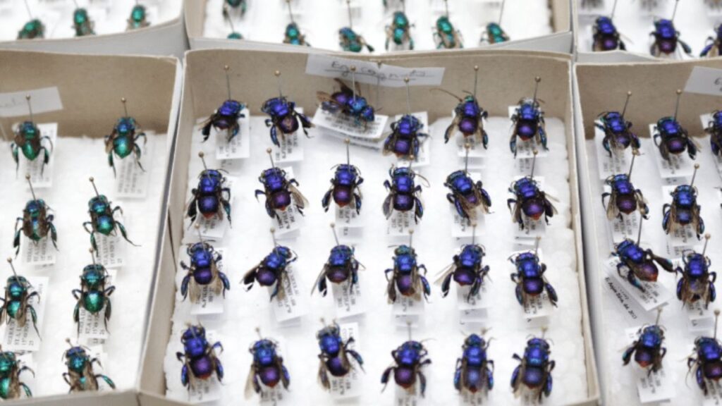 Estudo Inédito de Unemat e Parceiros Revela Segredos das Abelhas Brasileiras