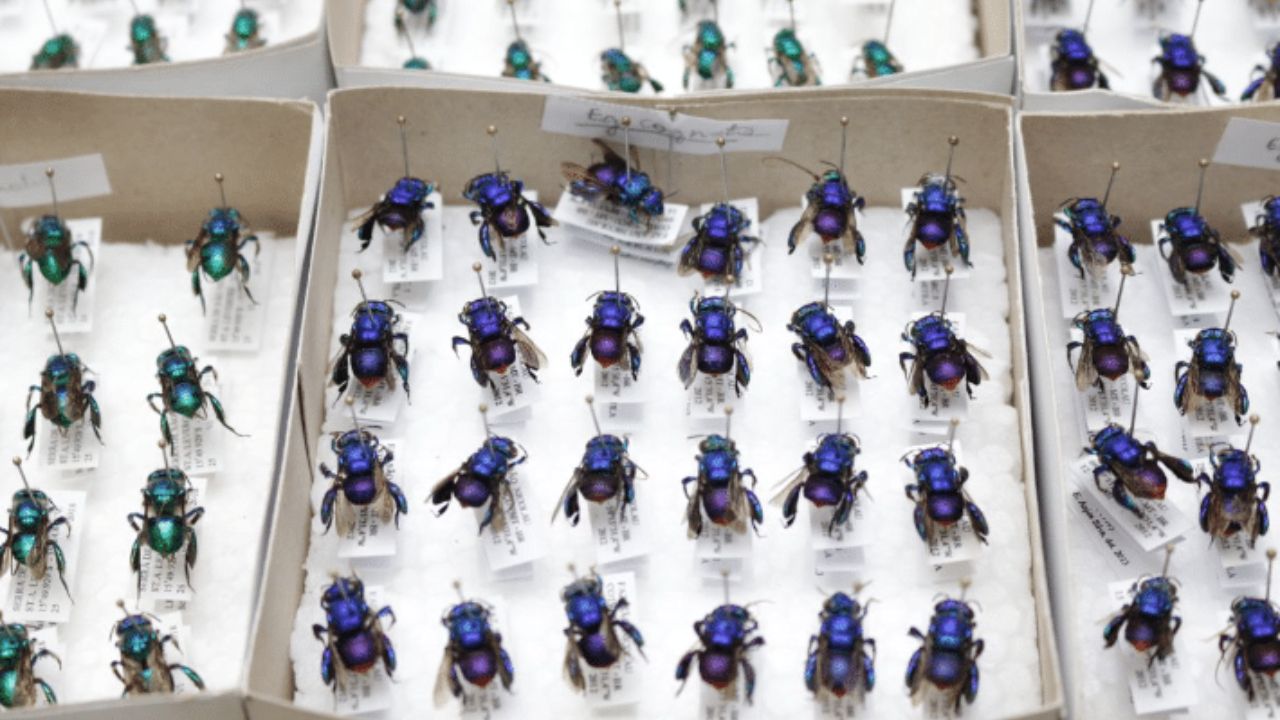 Estudo Inédito de Unemat e Parceiros Revela Segredos das Abelhas Brasileiras