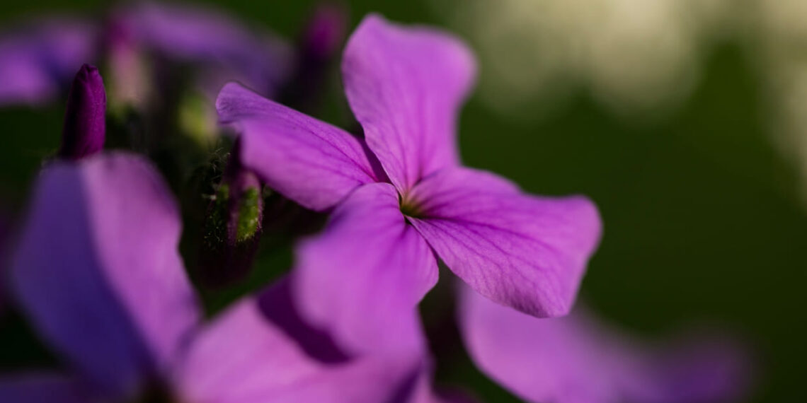 A surpreendente raridade do violeta na natureza