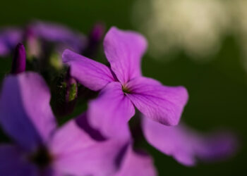 A surpreendente raridade do violeta na natureza
