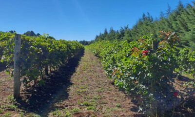 Revitis completa seis anos e consolida nova fase da uva no Paraná, com apoio direto a 444 famílias