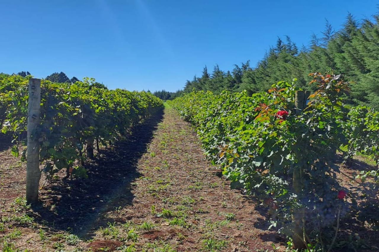 Revitis completa seis anos e consolida nova fase da uva no Paraná, com apoio direto a 444 famílias