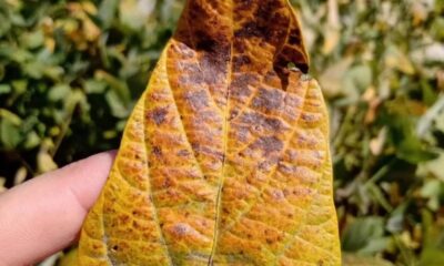 Cercóspora avança nas lavouras e pode tirar até 12 sacas por hectare