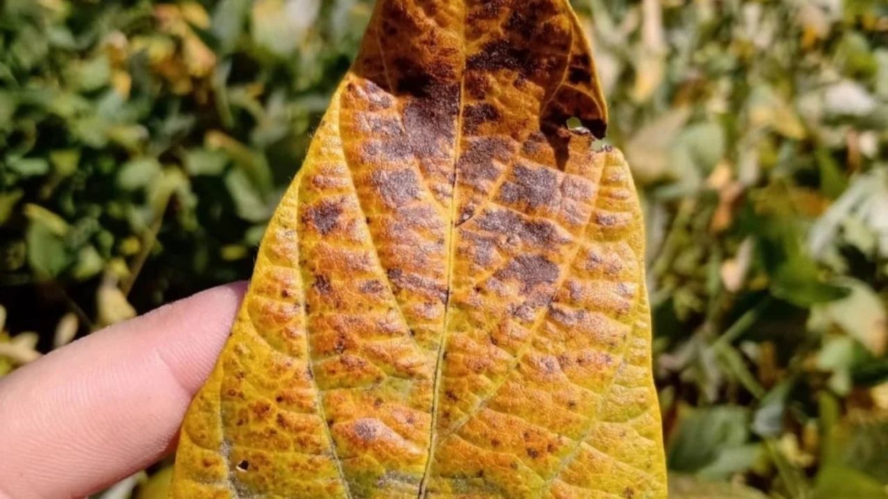 Cercóspora avança nas lavouras e pode tirar até 12 sacas por hectare