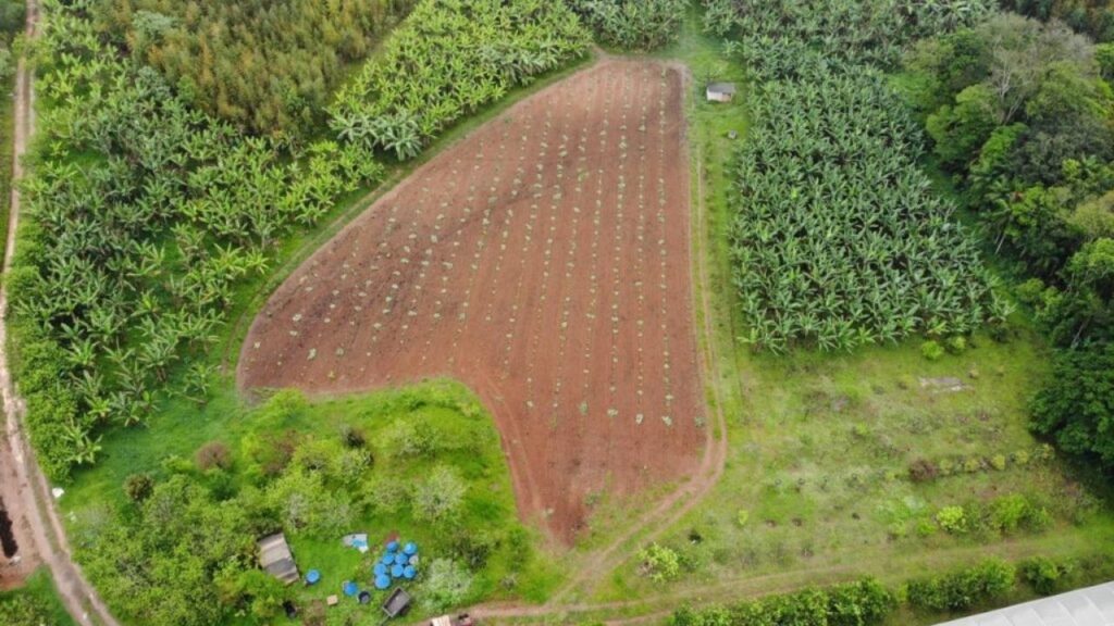 Distrito da zona sul paulistana é exemplo de produção orgânica e abastecimento local