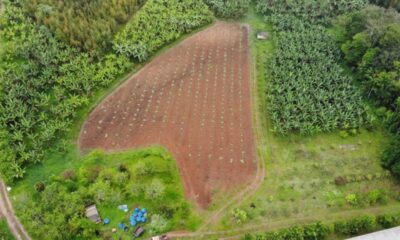 Distrito da zona sul paulistana é exemplo de produção orgânica e abastecimento local