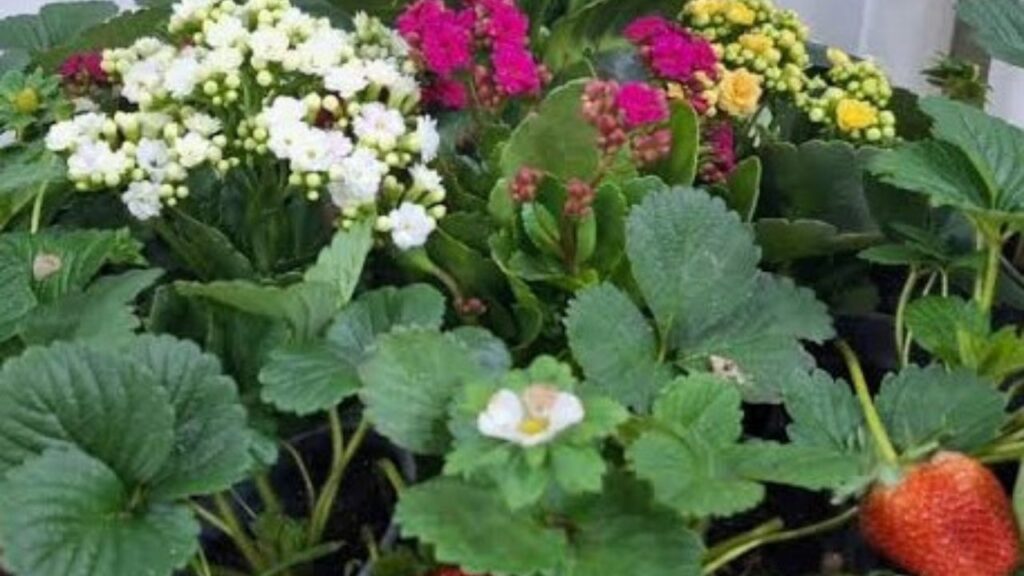 Conheça o laboratório que impulsiona a fruticultura paulista