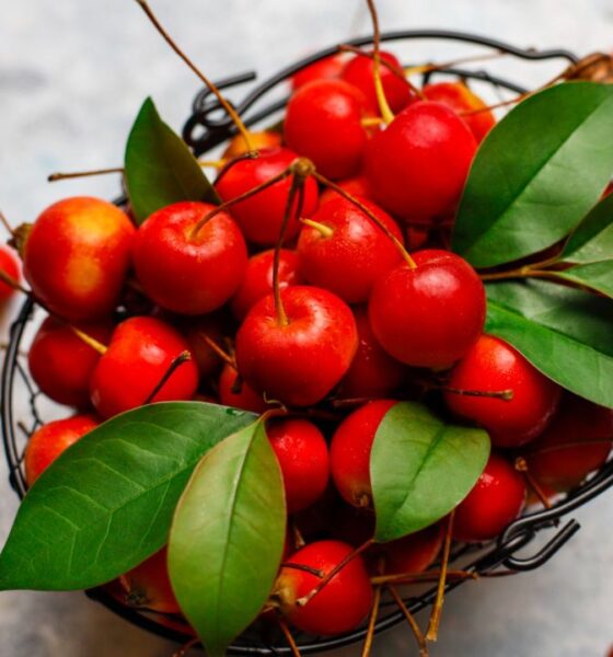 Polinizadores nativos aumentam rendimento da acerola em 103% no Vale do São Francisco