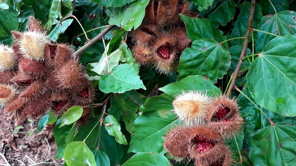 Piscicultura e urucum ganham fôlego: Paraná inclui insumos no diferimento do ICMS