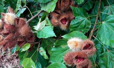 Piscicultura e urucum ganham fôlego: Paraná inclui insumos no diferimento do ICMS