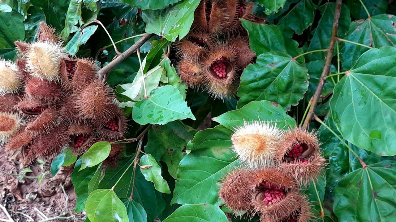 Piscicultura e urucum ganham fôlego: Paraná inclui insumos no diferimento do ICMS