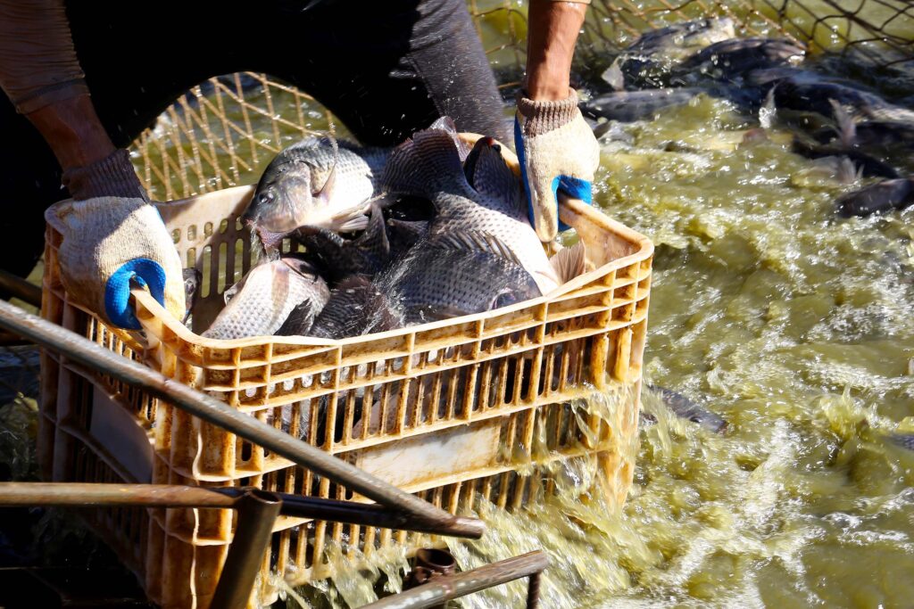 Piscicultura e urucum ganham fôlego: Paraná inclui insumos no diferimento do ICMS