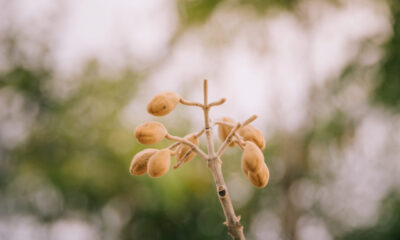 Estudo brasileiro descobre gene ancestral que reforça a defesa do amendoim no campo