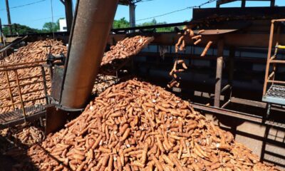 Novas cultivares de mandioca prometem elevar a eficiência da indústria paranaense