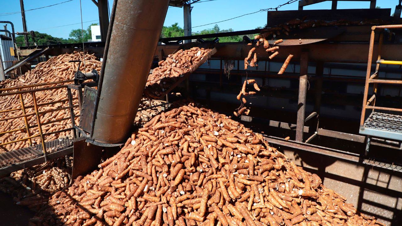 Novas cultivares de mandioca prometem elevar a eficiência da indústria paranaense