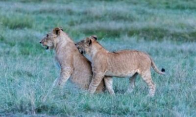 Deslocamentos animais ajudam a explicar crescimento e colapso de populações, aponta novo estudo