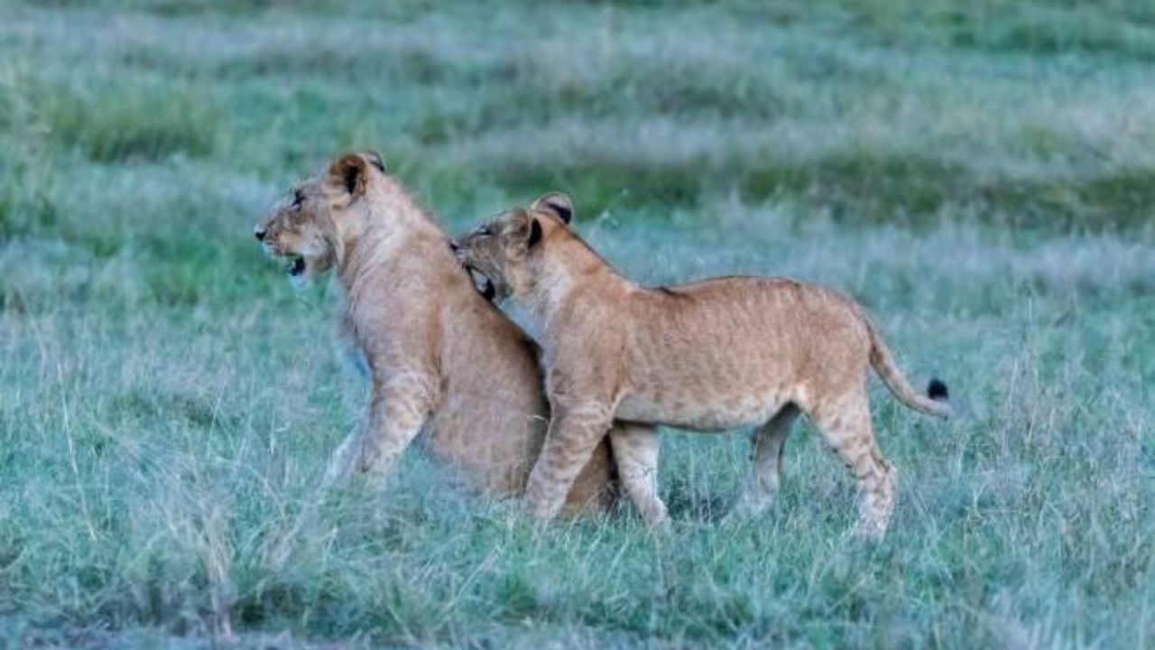 Deslocamentos animais ajudam a explicar crescimento e colapso de populações, aponta novo estudo