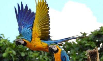 Mais de 200 anos depois, araras-canindé reaparecem no céu do Rio de Janeiro