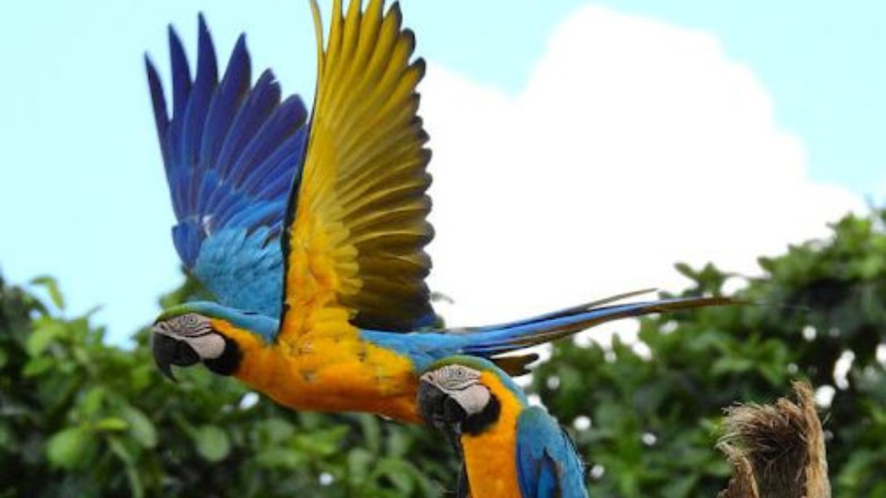 Mais de 200 anos depois, araras-canindé reaparecem no céu do Rio de Janeiro