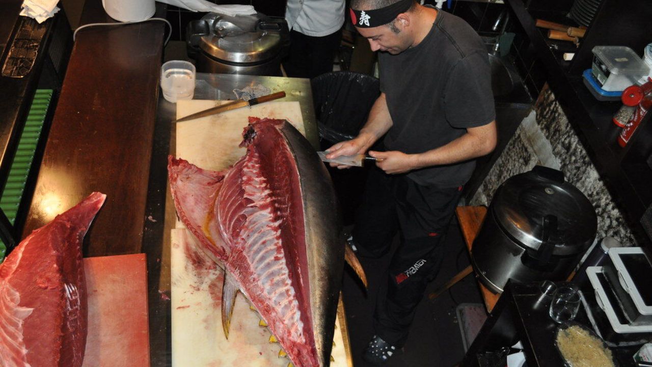 Atum bluefin, o tesouro dos mares que custa milhões