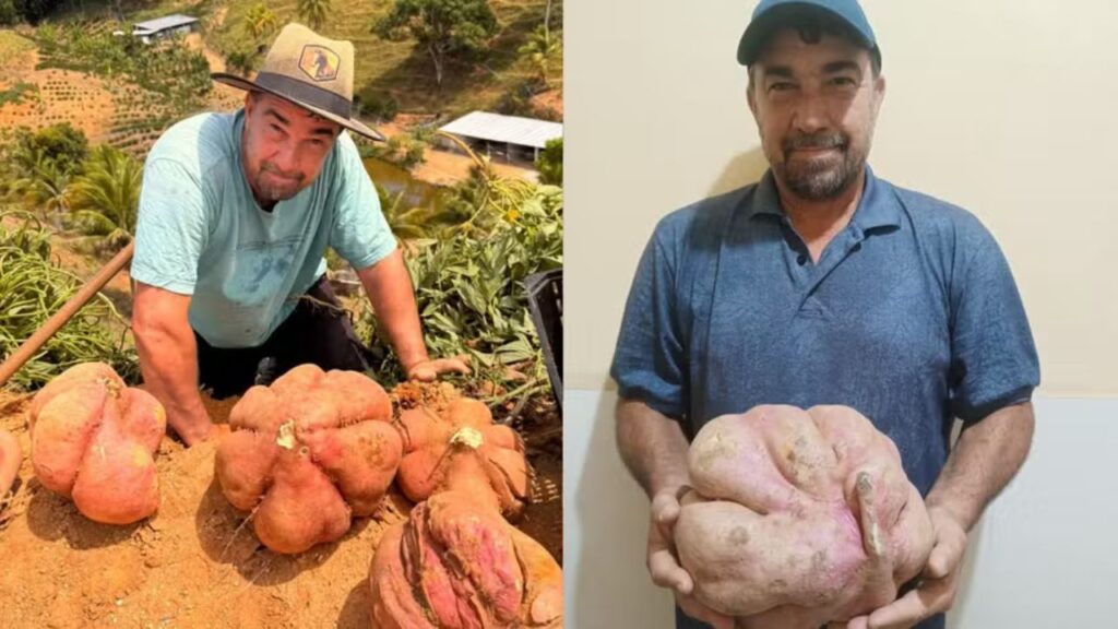 Agricultor capixaba colhe batata-doce gigante e atribui resultado ao calendário lunar