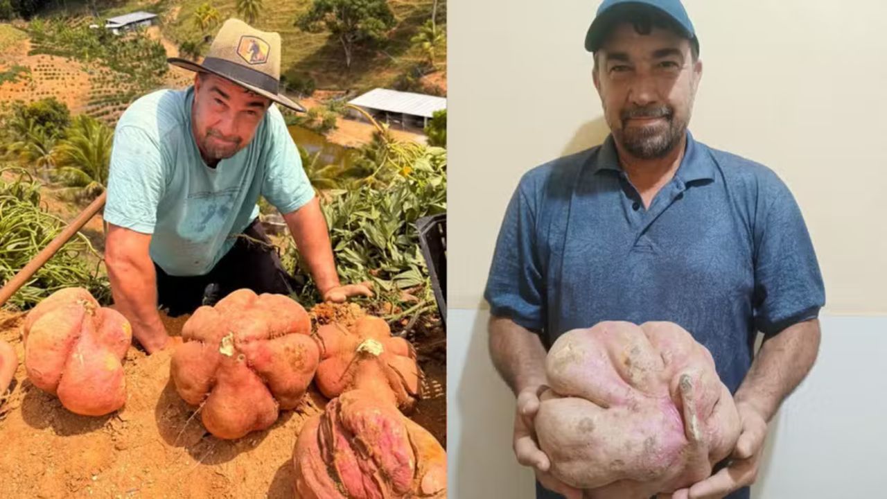Agricultor capixaba colhe batata-doce gigante e atribui resultado ao calendário lunar