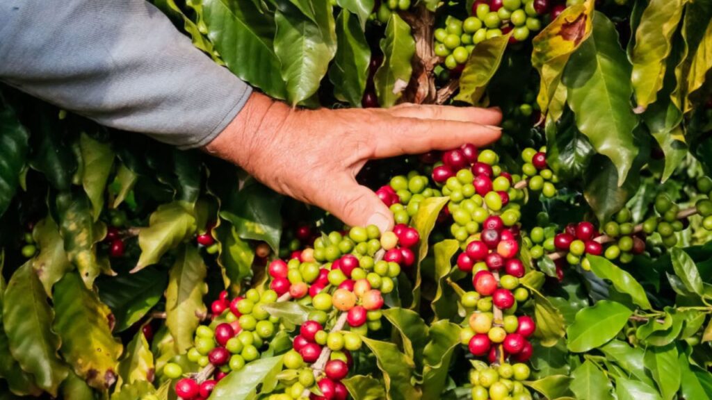 Café da Serra de Apucarana recebe selo de origem e fortalece economia regional