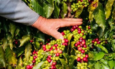 Café da Serra de Apucarana recebe selo de origem e fortalece economia regional