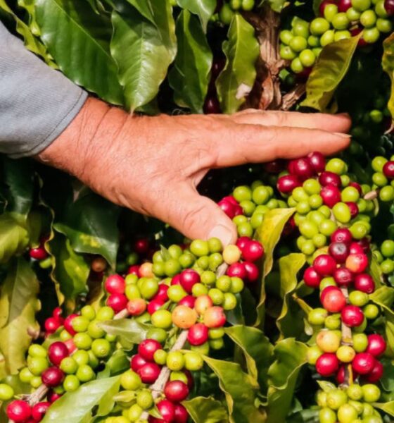 Cafeicultura paranaense vira atração imersiva no Show Rural