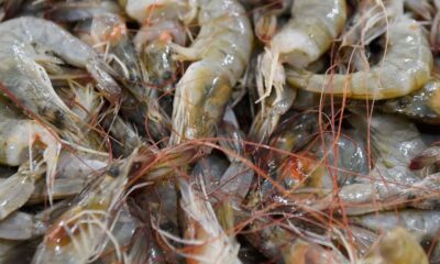 Paraná inicia período de defeso do camarão e reforça fiscalização no litoral