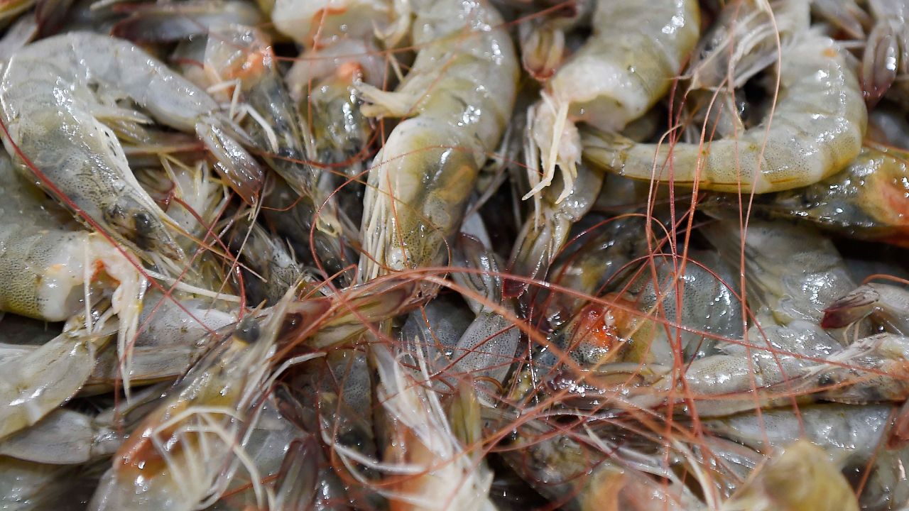 Paraná inicia período de defeso do camarão e reforça fiscalização no litoral