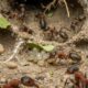 O que uma formiga vê? Microcâmera mostra os bastidores de uma colônia em funcionamento