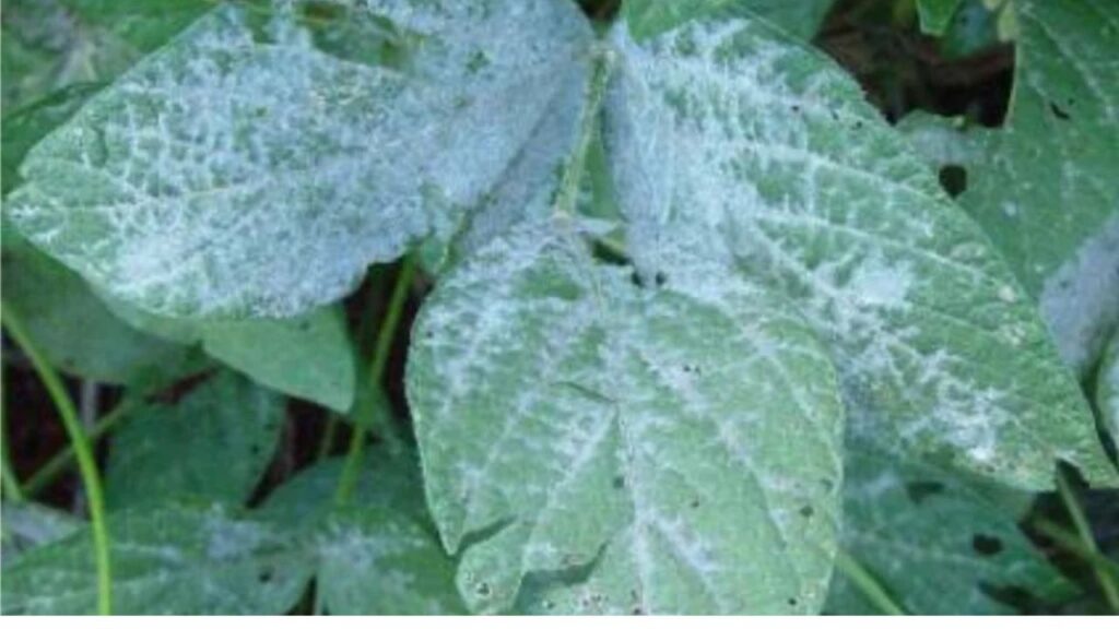 Doenças da soja exigem atenção redobrada na lavoura