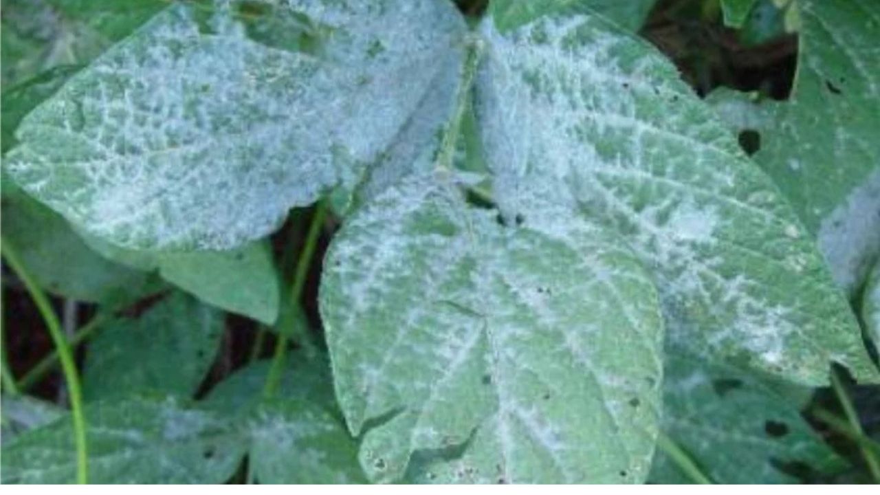 Doenças da soja exigem atenção redobrada na lavoura