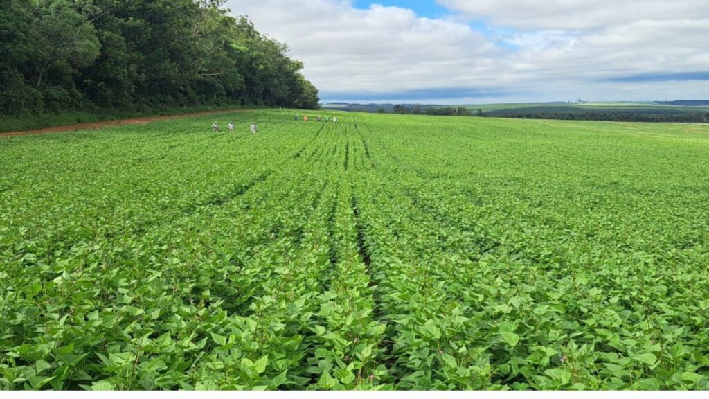 Preço do feijão sobe ao nível mais alto desde abril e muda cenário no campo