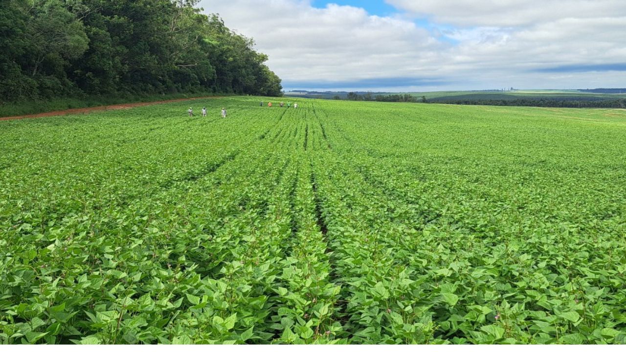 Feijão: cultivares do Paraná somam 38,8% das sementes plantadas no Brasil