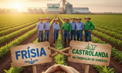 Frísia e Castrolanda unem forças na produção de sementes