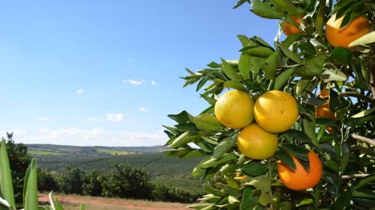 Citricultura paulista ganha reforço com contratação de equipes para enfrentar o greening