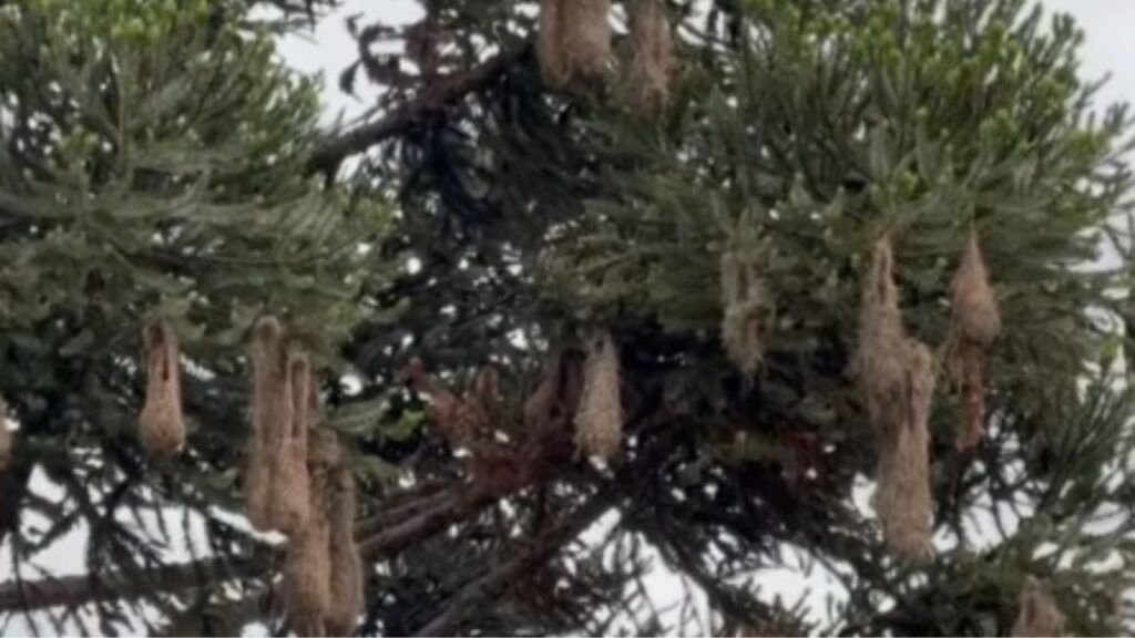 Guaxes anunciam o verão e voltam a dominar o céu de Curitiba