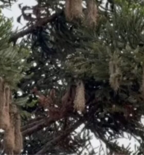 Guaxes anunciam o verão e voltam a dominar o céu de Curitiba