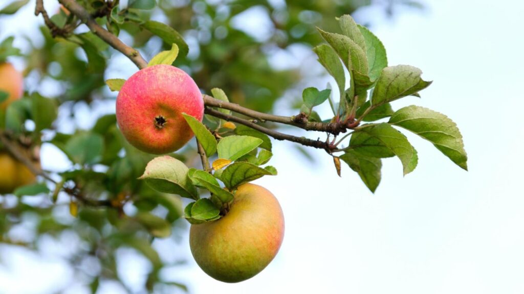 Maçã brasileira projeta salto histórico nas exportações após anos de adversidade climática