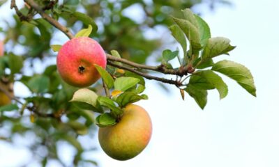 Maçã brasileira projeta salto histórico nas exportações após anos de adversidade climática